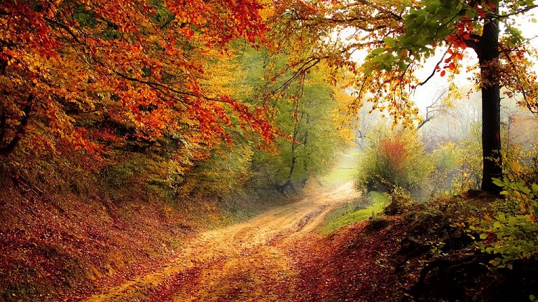 Sim, é verdade: Caminhada na floresta ajuda com ansiedade e depressão