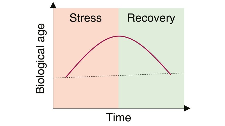 Idade biolgica aumenta com estresse, mas volta ao normal aps recuperao