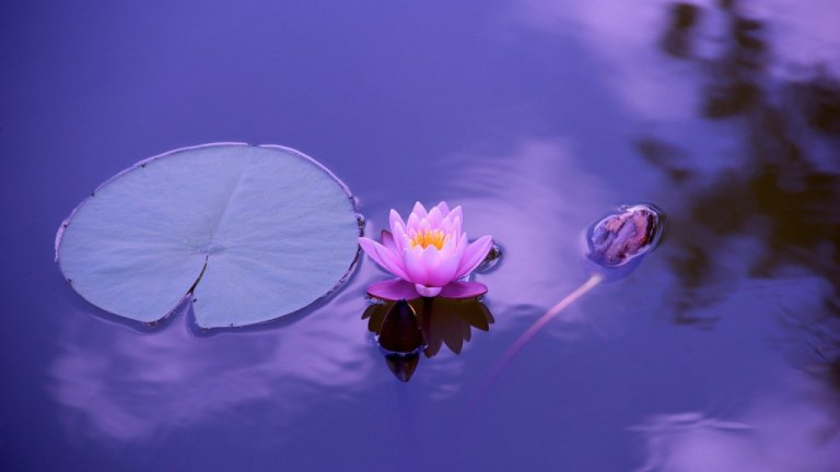 Meditao ajuda a eliminar vis cognitivo e tomar melhores decises