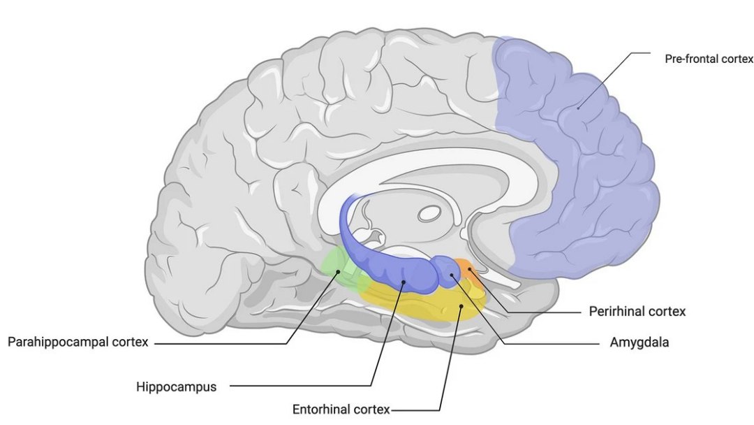 Por que algumas memórias duram a vida toda e outras somem rapidamente?
