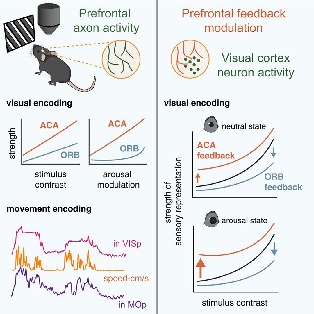 O que você vê muda conforme o que você sente