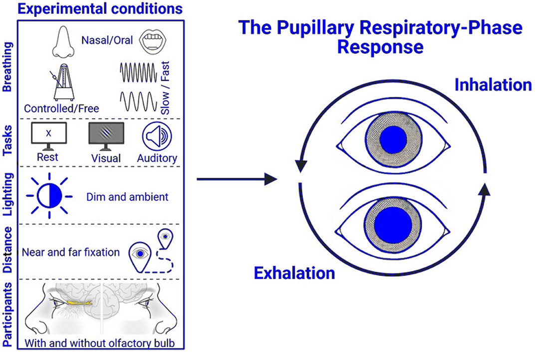 O que você vê muda conforme o que você sente