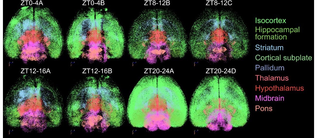 A atividade cerebral muda ao longo do dia