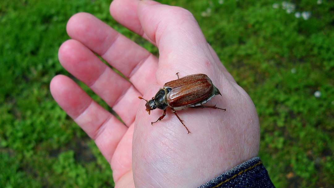 Seres humanos podem ter at� 33 sentidos