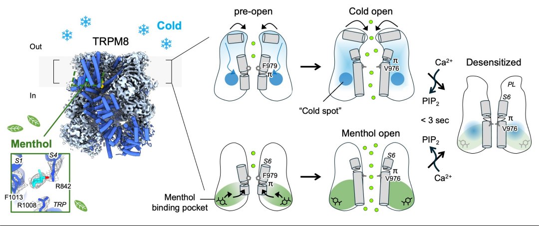 Cientistas descobriram como o corpo percebe o frio - e por que o mentol tem sua sensa��o refrescante