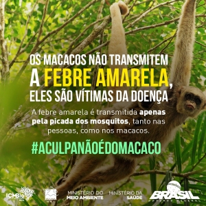 Contra a febre amarela, macacos so aliados, e no inimigos