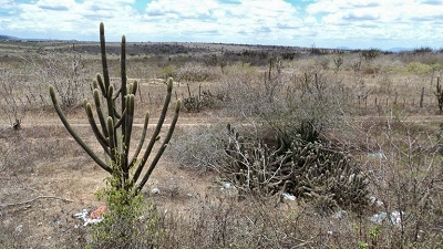 Plantas medicinais da Caatinga tero catlogo na internet