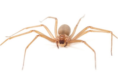 Descobertas novas espcies de aranha-marrom no Brasil
