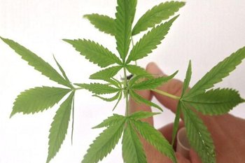 Anvisa libera medicamentos  base de maconha