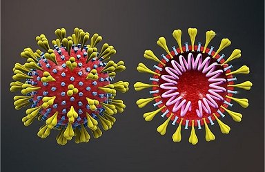 Genomas de coronavírus dos dois pacientes brasileiros são diferentes