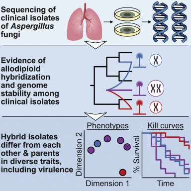 Fungo hbrido envolvido em infeces pulmonares  descoberto em hospitais