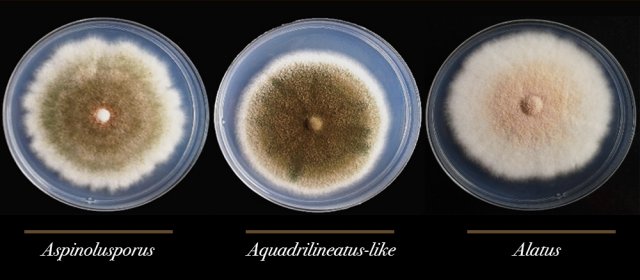 Fungo híbrido envolvido em infecções pulmonares é descoberto em hospitais