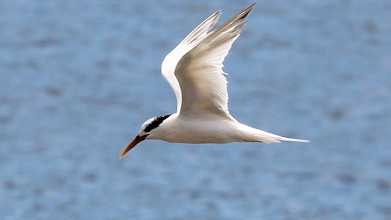 Brasil tem primeiro caso de gripe aviria em aves domsticas