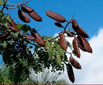 Juc: Planta amaznica combate rugas e manchas na pele