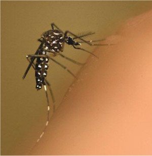 Controle químico do Aedes Aegypti é ineficaz, dizem cientistas