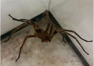 Veneno de aranha gera remdio para disfuno ertil