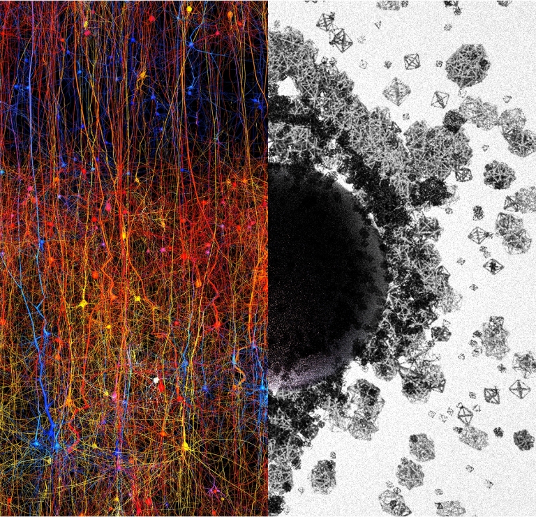 Descobertas estruturas multidimensionais no crebro humano