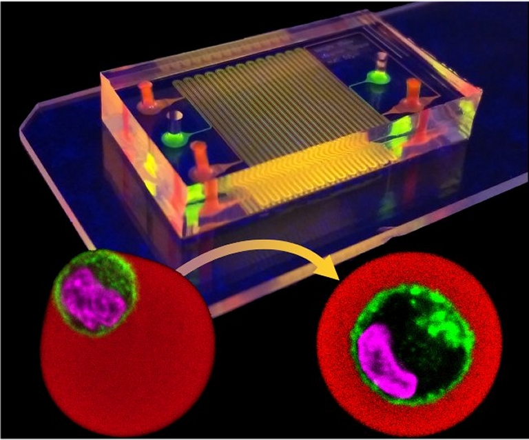 Chip cultiva clulas individuais para estudo e teste de medicamentos