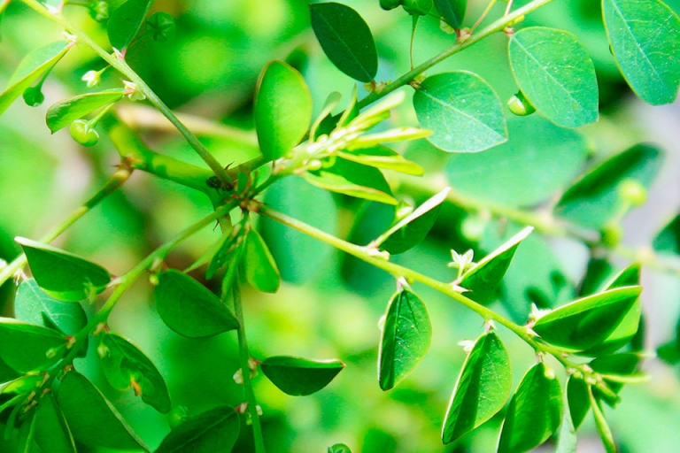 Tcnica extrai compostos bioativos da quebra-pedra