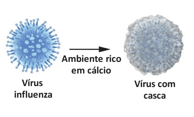 Vrus com casca de ovo  mais virulento para humanos