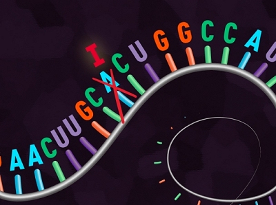 Nova verso da CRISPR permite editar RNA em clulas humanas