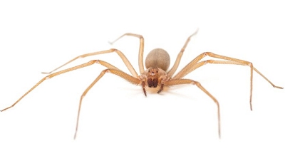 Pesquisadores brasileiros criam pomada contra picada letal de aranha