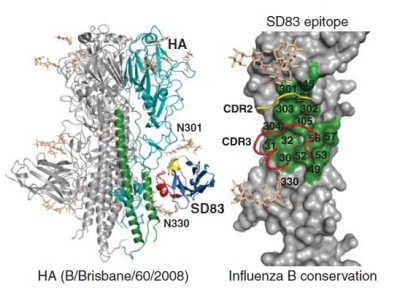 Anticorpos de lhamas podem oferecer proteo universal contra gripe