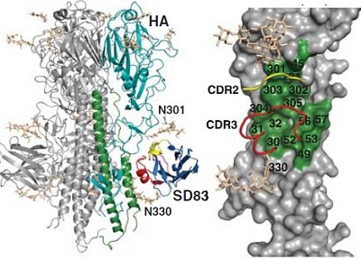Rumo a uma vacina universal: Descoberto ponto fraco no vrus da gripe