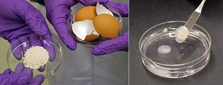 Casca de ovo ajuda a curar e cultivar ossos para implantes