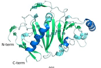 Bactria contra bactria pode render novos antibiticos