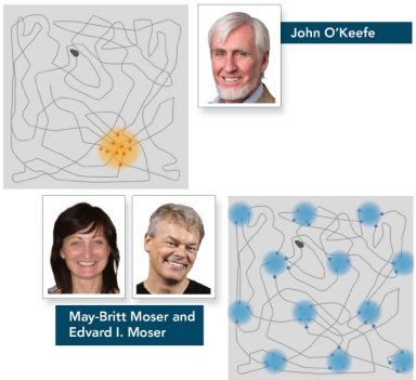Descoberta uma célula cerebral que nos ajudar a detectar distâncias