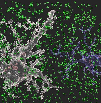 Astrócitos comem sinapses para manter a plasticidade do cérebro