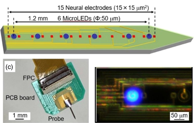 Sonda neural de LED lê e ativa neurônios