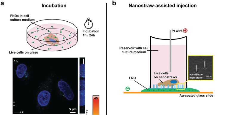 Nanodiamantes fluorescentes permitem monitorar células vivas de dentro