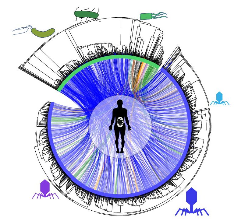 Bactrias e vrus formam uma intricada rede em nossos intestinos