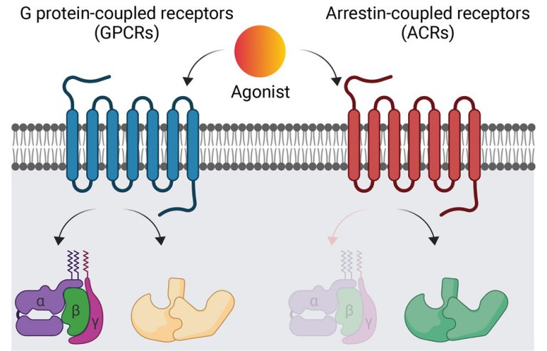 Discovery of mechanics of drug targets for covid-19