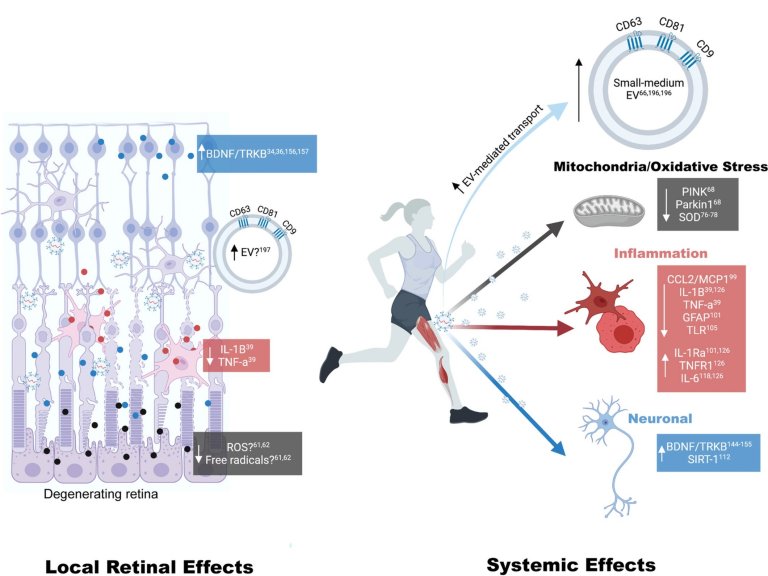 Pílula do exercício pode ser útil para pacientes que não conseguem se exercitar