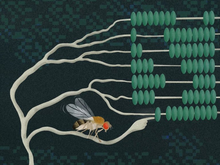 Cientistas descobrem como os neurnios fazem multiplicao e diviso