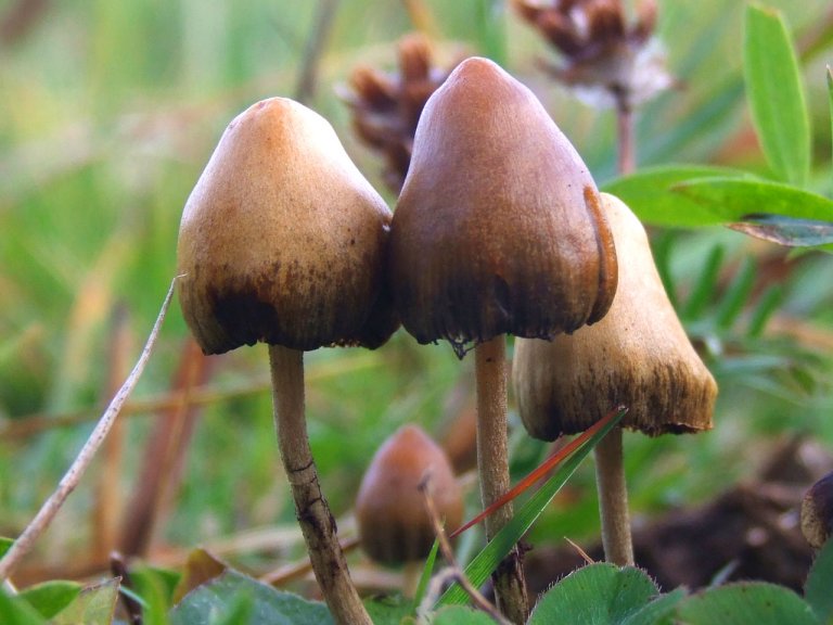 Composto psicodlico de cogumelo mostra-se eficaz contra depresso