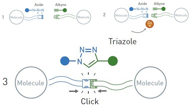 Nobel de Quimica 2022 premia qumica do clique