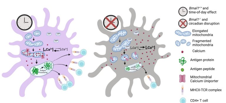 Relógio biológico influencia o efeito das vacinas