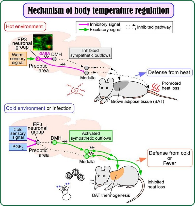 Descobertos neurnios que mantm a temperatura corporal em 37 C