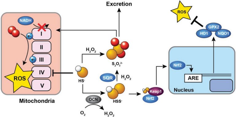 Material de carbono ultrafino pode ser usado para tratar sndrome de Down