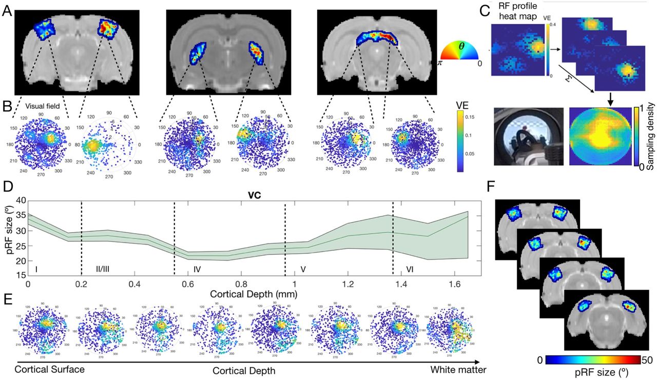 Plasticidade cerebral na viso  comprovada em adultos