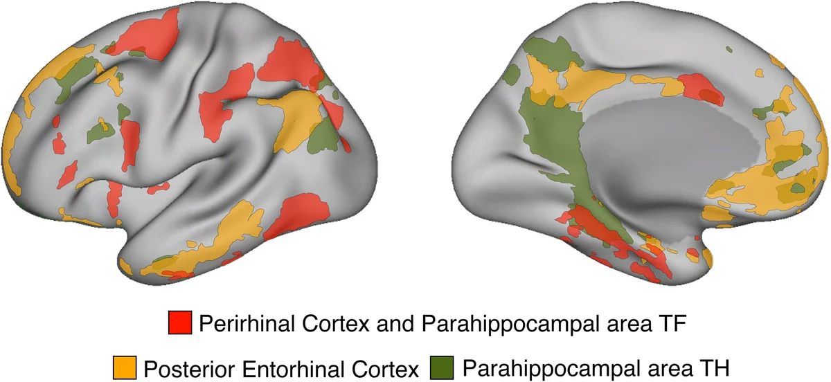 Anatomia da memória: Novas redes mnemômicas descobertas no cérebro