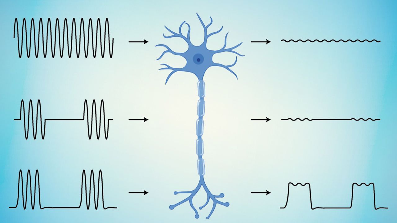 Novo material consegue reconectar nervos cortados