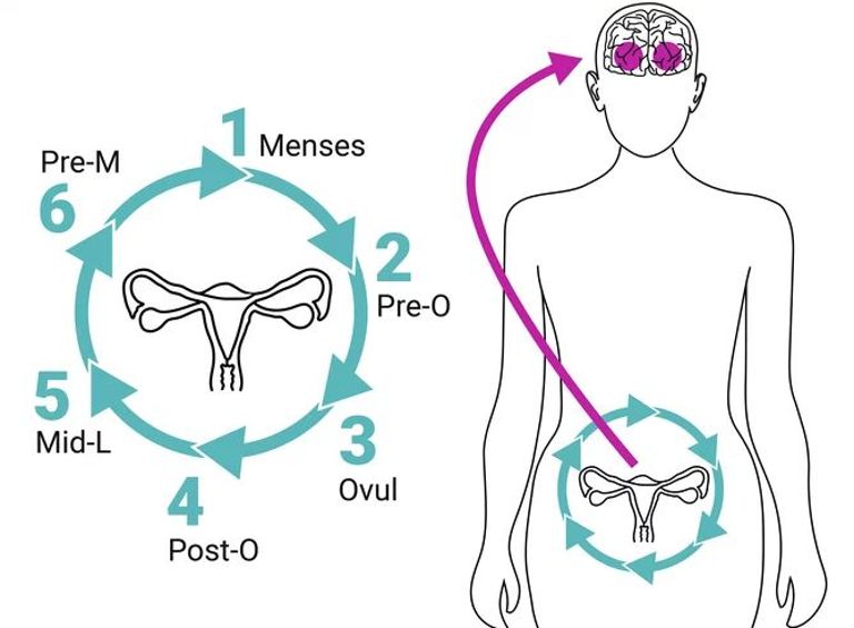 Cientistas mapeiam as influências do ciclo menstrual no cérebro feminino