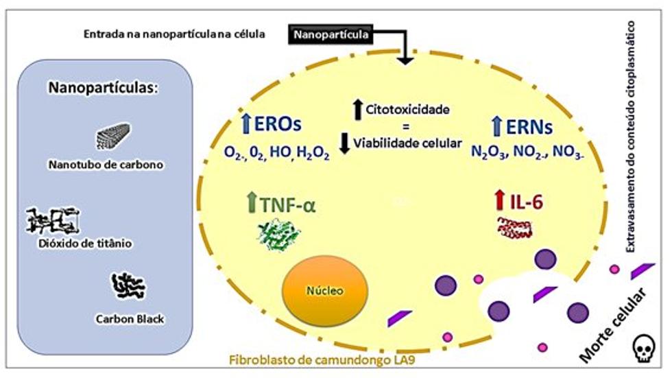 Nanopartculas em produtos de consumo podem causar morte das clulas