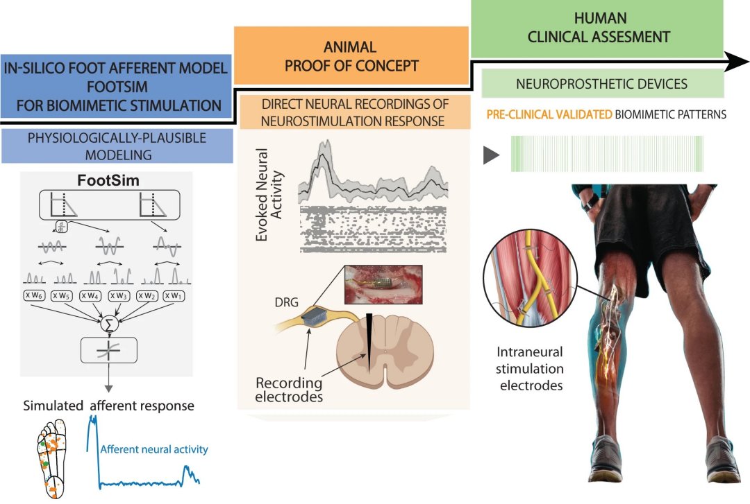 Neuropróteses começam a usar sinais que o cérebro consegue compreender