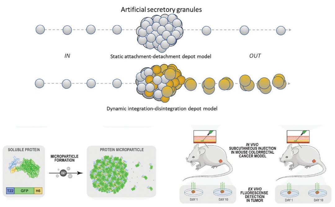Micromaterial libera nanopartculas que destroem s as clulas do cncer